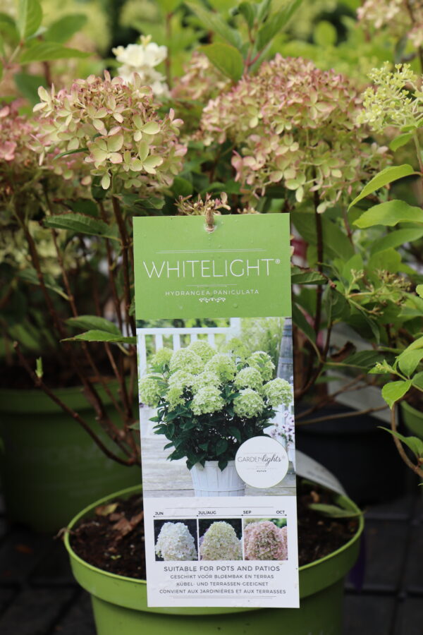 Aedhortensia 'Gardenlights Whitelight' P23