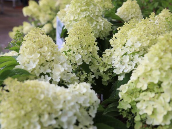 Aedhortensia 'Living Sugar Rush' P23