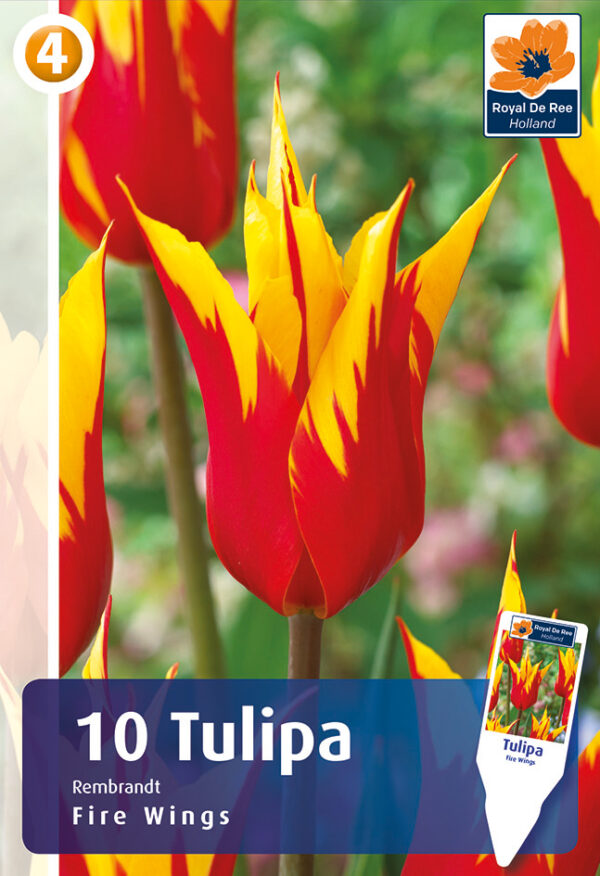 Tulp 'Fire Wings' 10tk