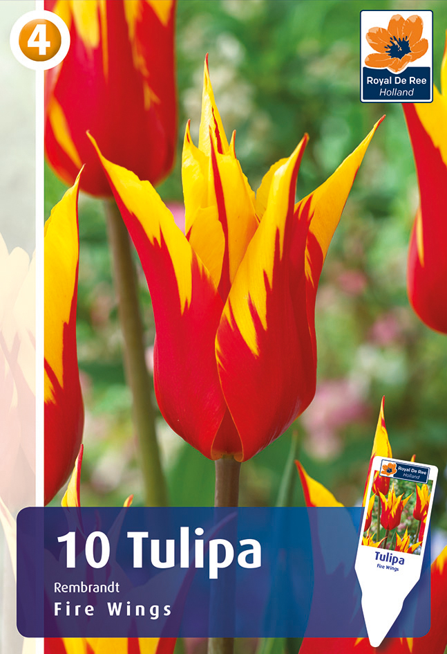 Tulp ‘Fire Wings’ 10tk