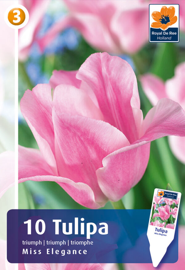 Tulp 'Miss Elegance' 10tk