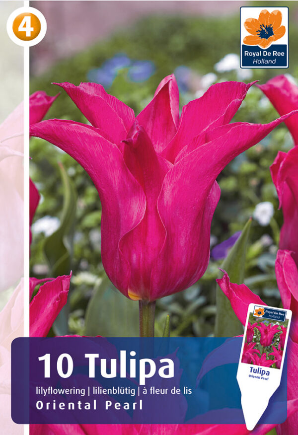 Tulp 'Oriental Pearl' 10tk