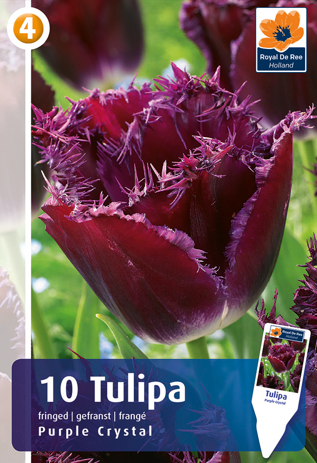 Tulp ‘Purple Crystal’ 10tk