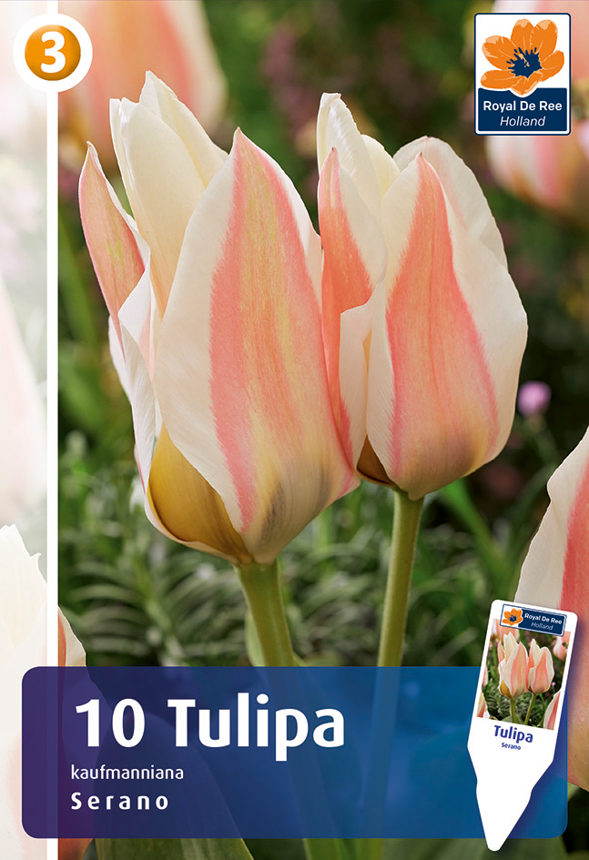 Kaufmanni tulp ‘Serano’ 10tk