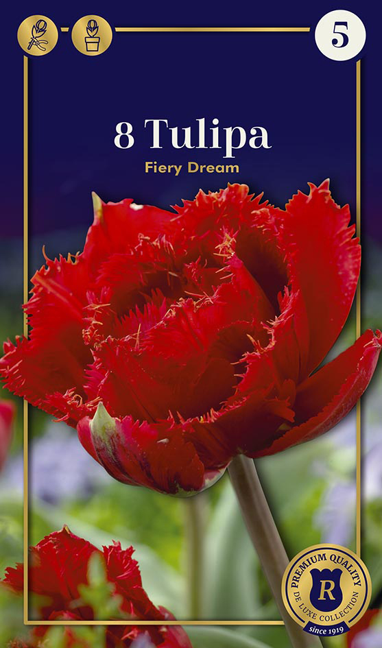 Tulp ‘Fiery Dream’ 8tk