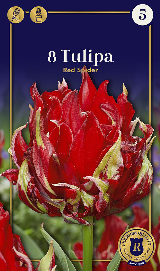 Tulp ‘Red Spider’ 8tk