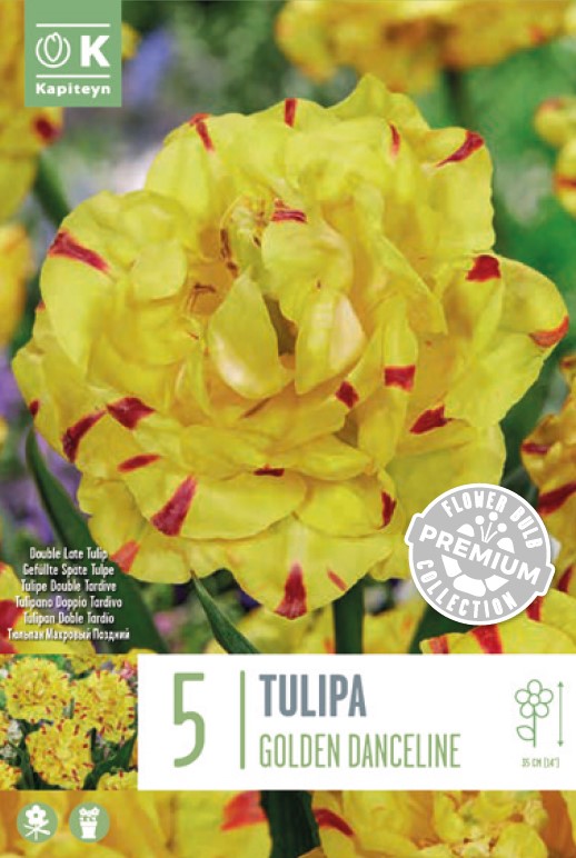 Tulp ‘Golden Danceline’ 5tk