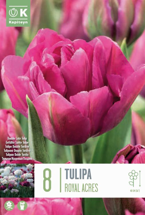 Tulp ‘Royal Acres’ 8tk