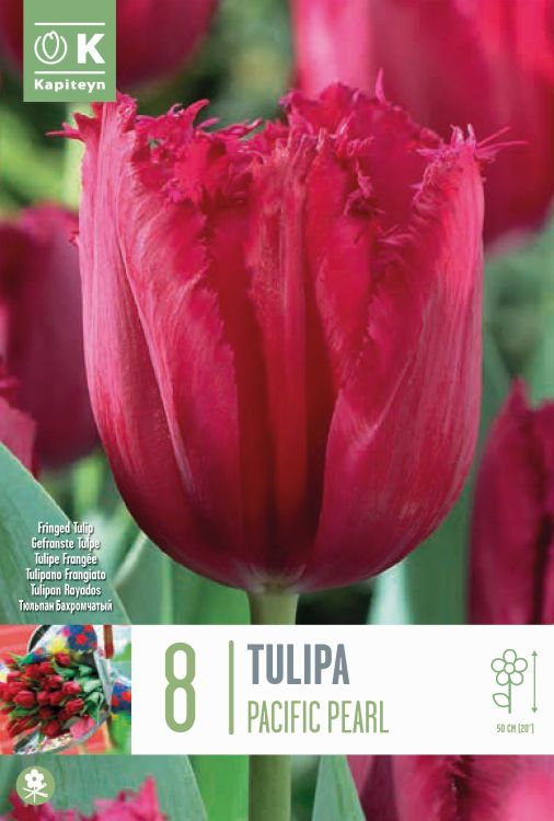 Tulp ‘Pacific Pearl’ 8tk