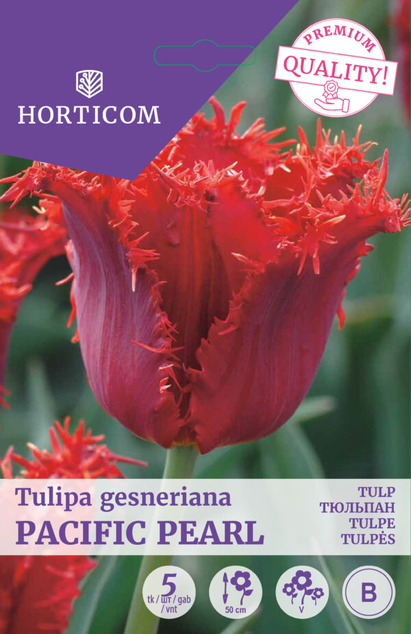 Tulp 'Pacific Pearl' 5tk