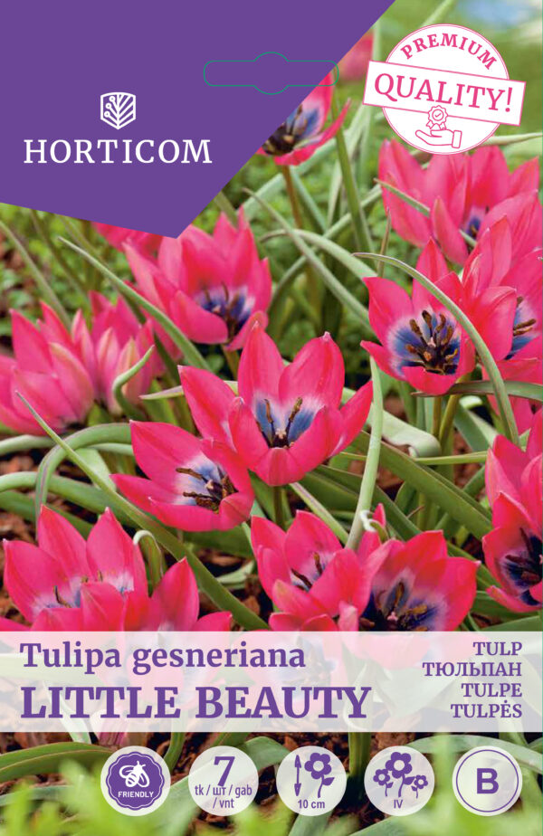 Tulp 'Little Beauty' 7tk