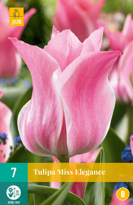 Tulp ‘Miss Elegance’ 7tk