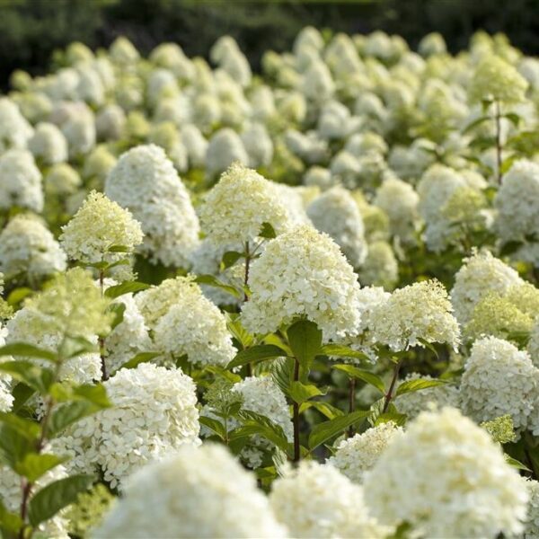 Aedhortensia 'Limelight' P27 80cm