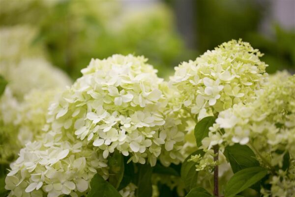 Aedhortensia 'Limelight' P27 80cm