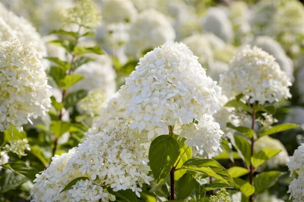 Aedhortensia 'Limelight' P27 80cm