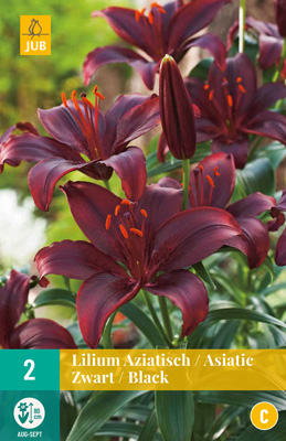 Liilia ‘Aziatisch Black’ 2tk