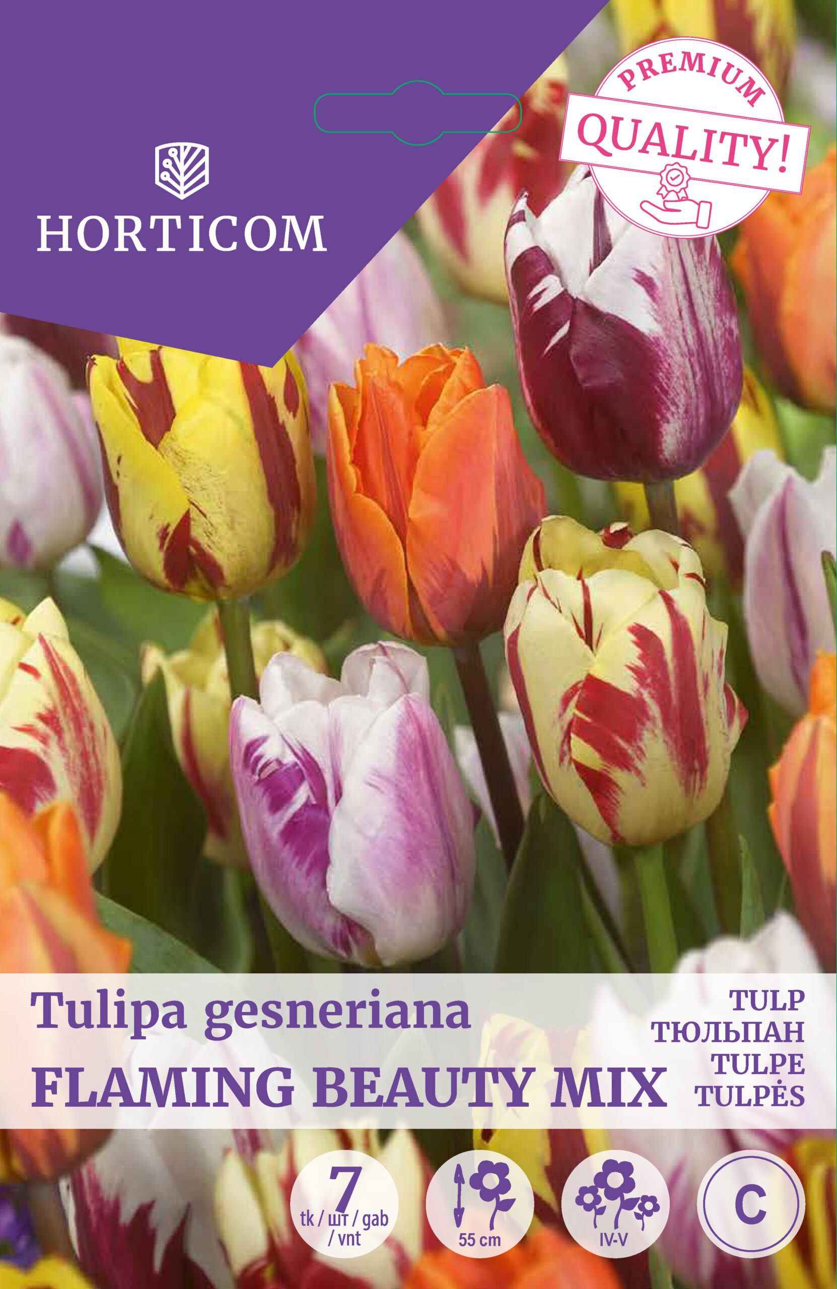 Tulp segu Flaming Beauty 7tk