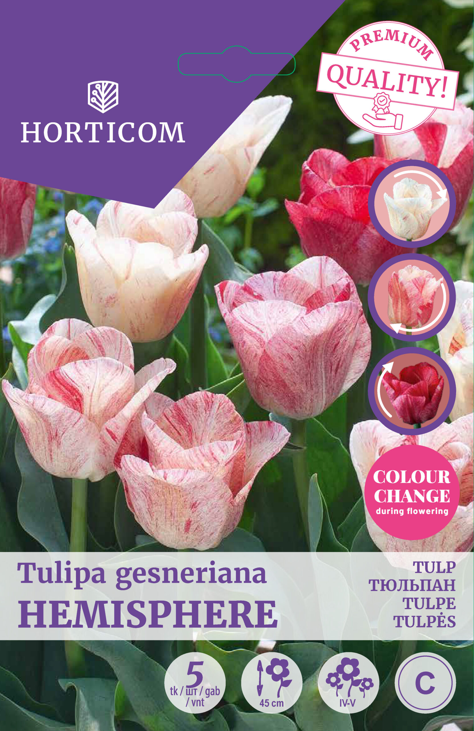 Tulp ‘Hemisphere’ 5tk