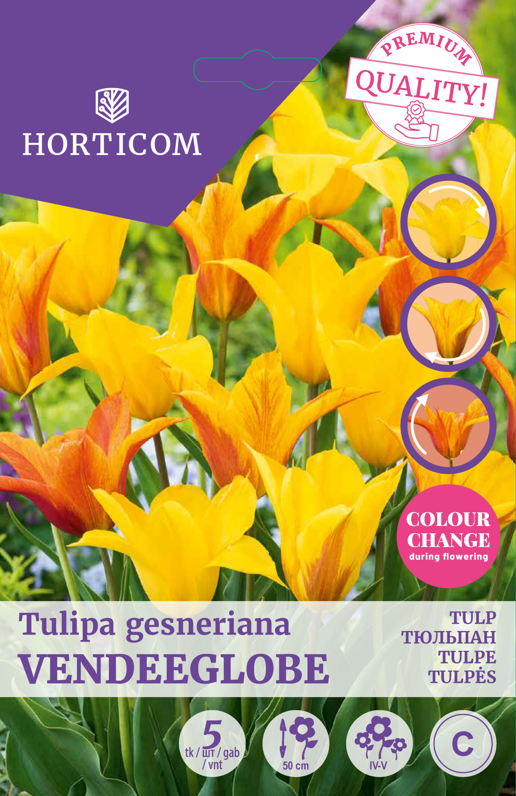 Tulp ‘Vendeeglobe’ 5tk