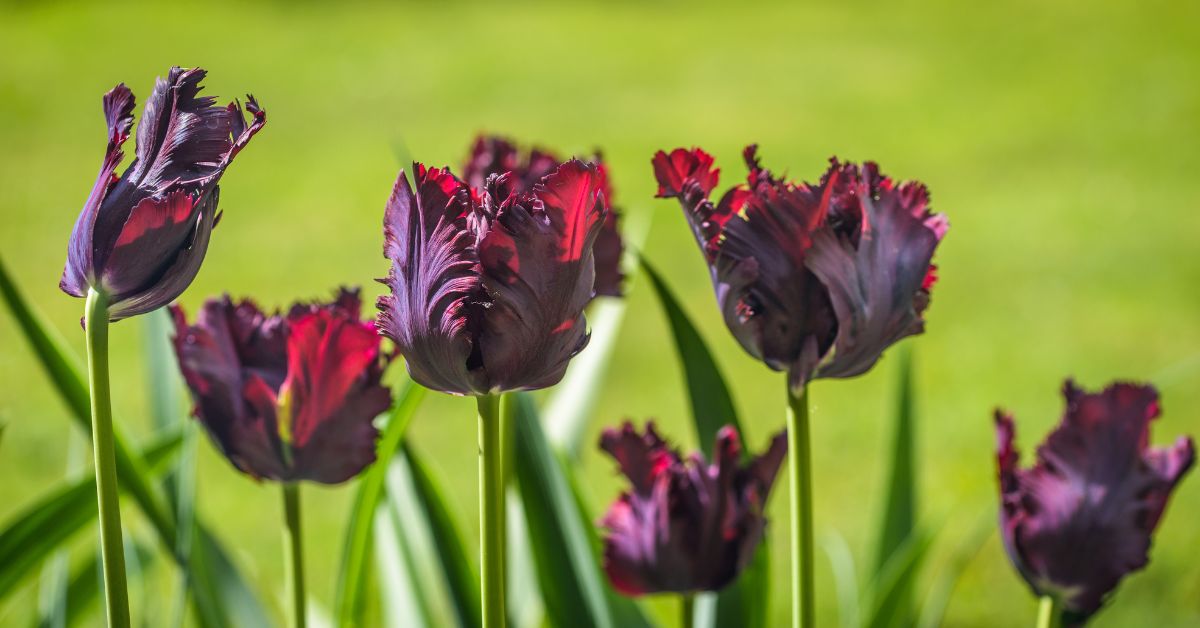 Värskenda oma tulbikollektsiooni
