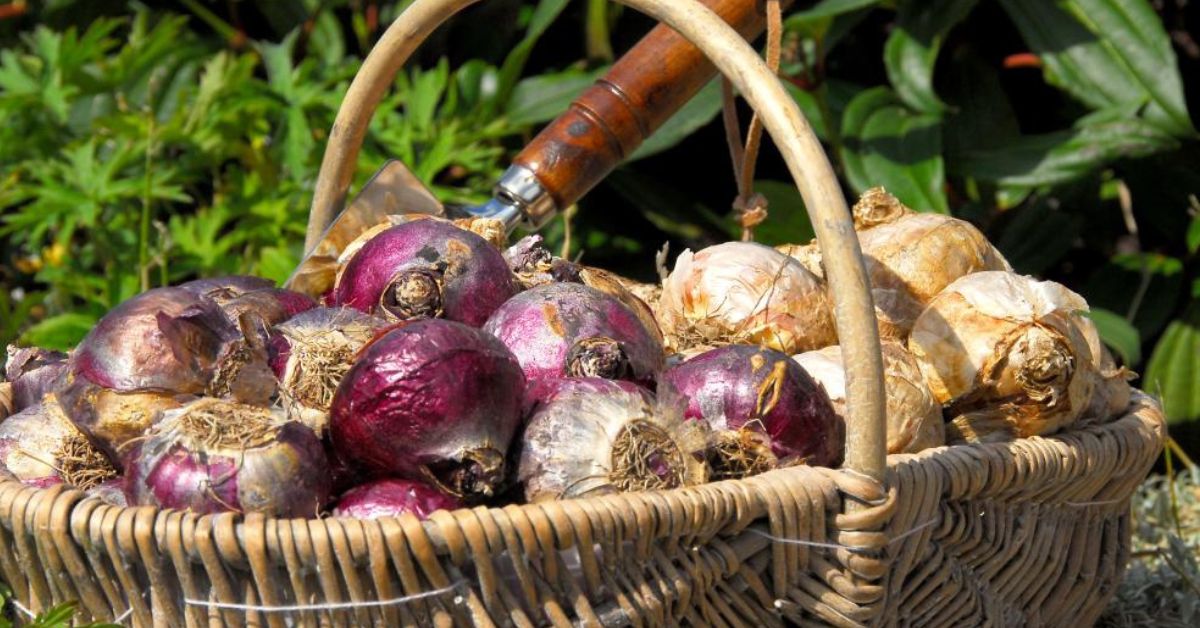 Viimane aed nartsisside istutamiseks!