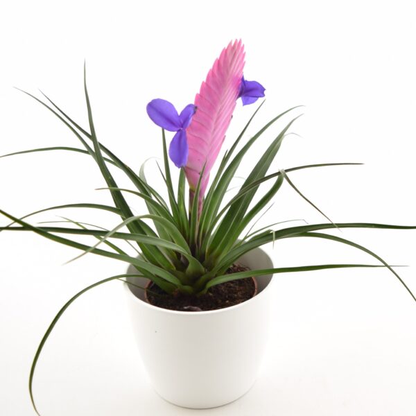 Sinine tillandsia 'Vincent' P9