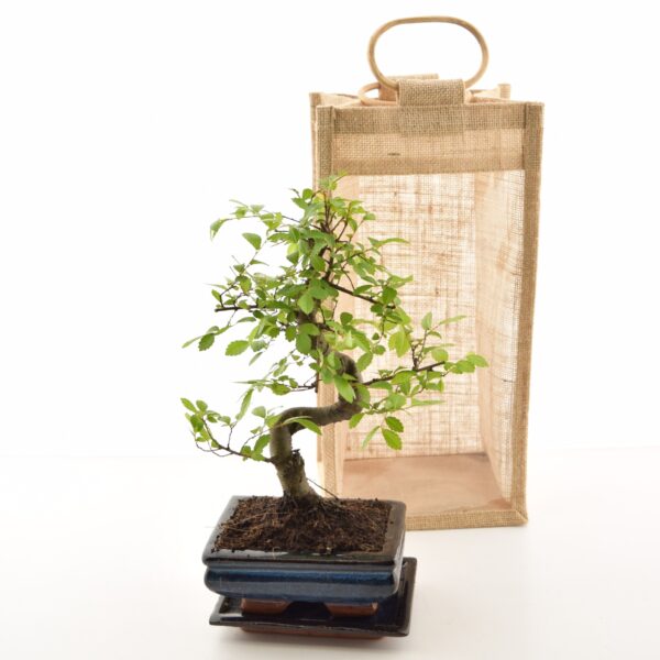 Bonsai P12 erinevad alusega savipotis kinkekotiga