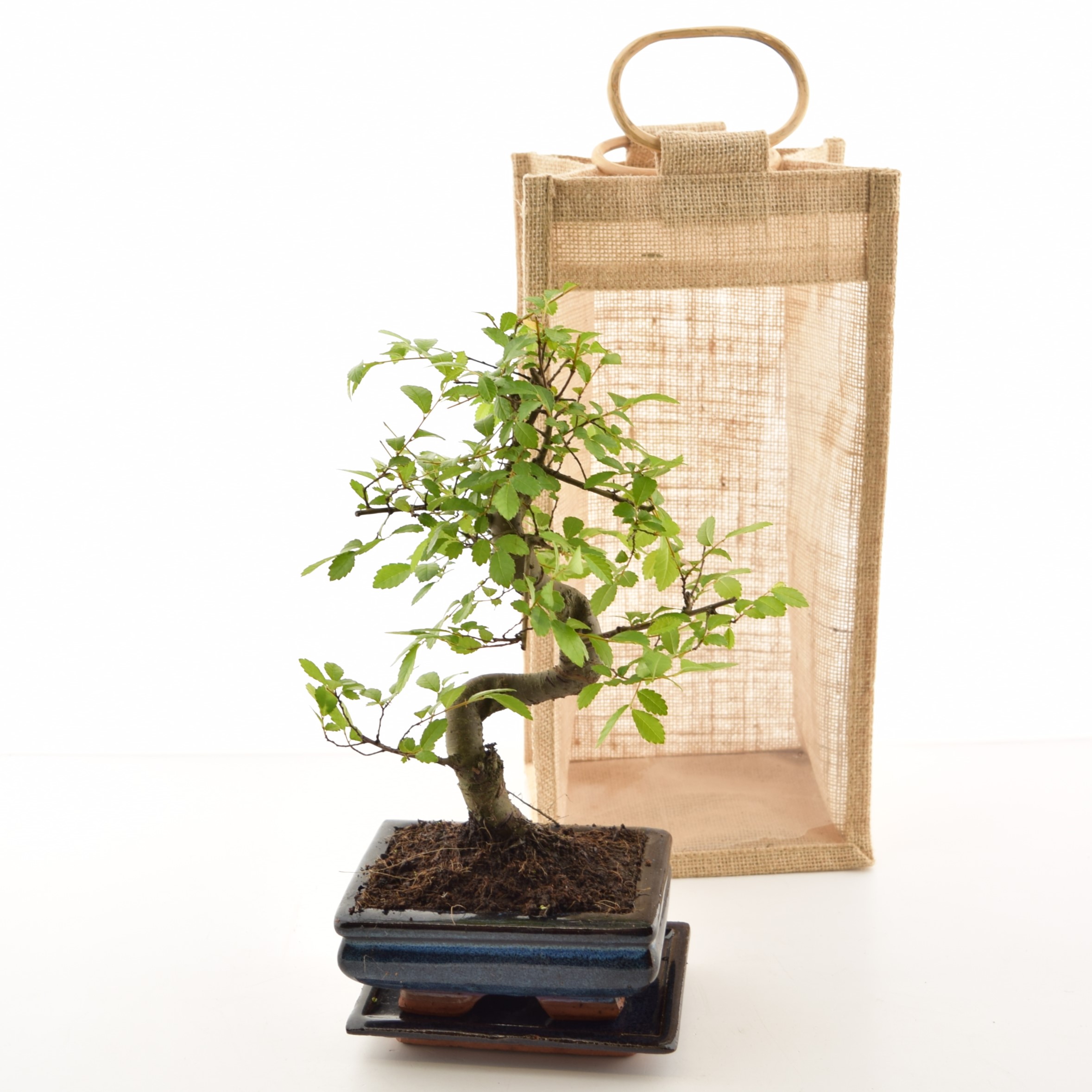 Bonsai P12 erinevad alusega savipotis kinkekotiga