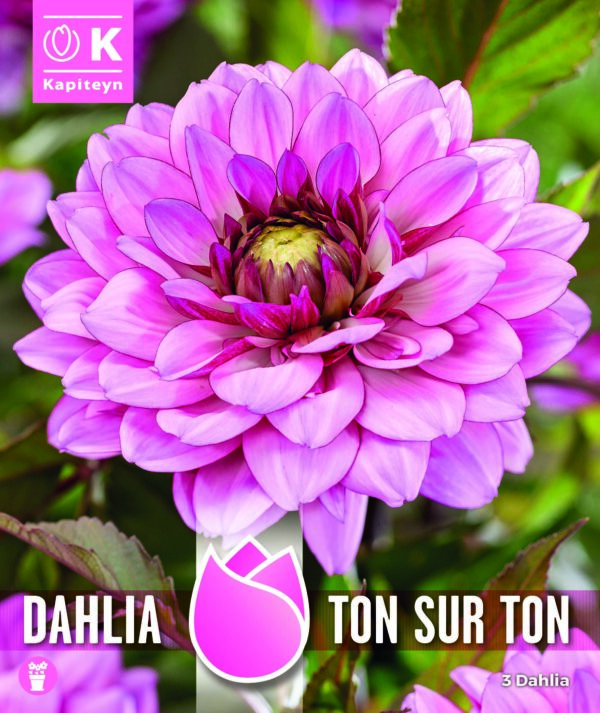 Daalia 'Ton-Sur-Ton' 3tk