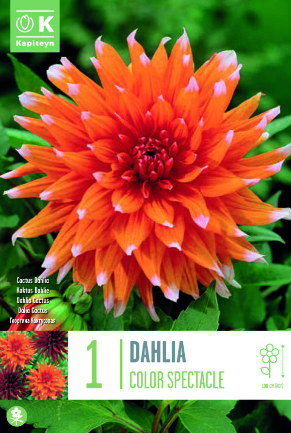 Daalia 'Color Spectacle' 1tk