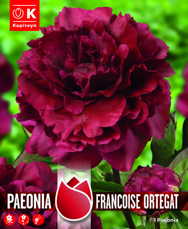 Pojeng 'Francoise Ortegat' 1tk