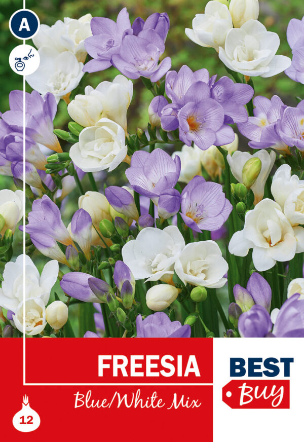 Freesia sinine/valge segu 12tk