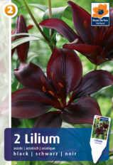 Liilia ‘Asiatic Black’ 2tk