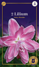 Liilia ‘Lotus Wonder’ 2tk