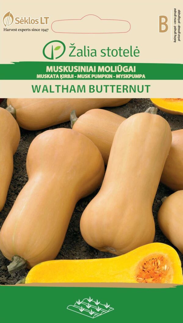 Muskaatkõrvits 'Waltham Butternut'