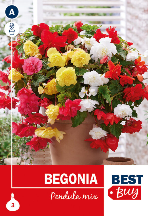 Ripp-begoonia segu 3tk