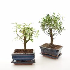 Bonsai P15 savipotis alusega erinevad