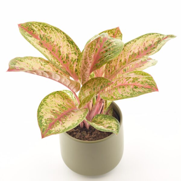 Aglaoneema 'Painted Celebration' P19 20cm