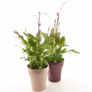 Tõlvlehik ‘Bellini’ P13 värvitud