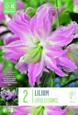 Liilia ‘Lotus Elegance’ 2tk