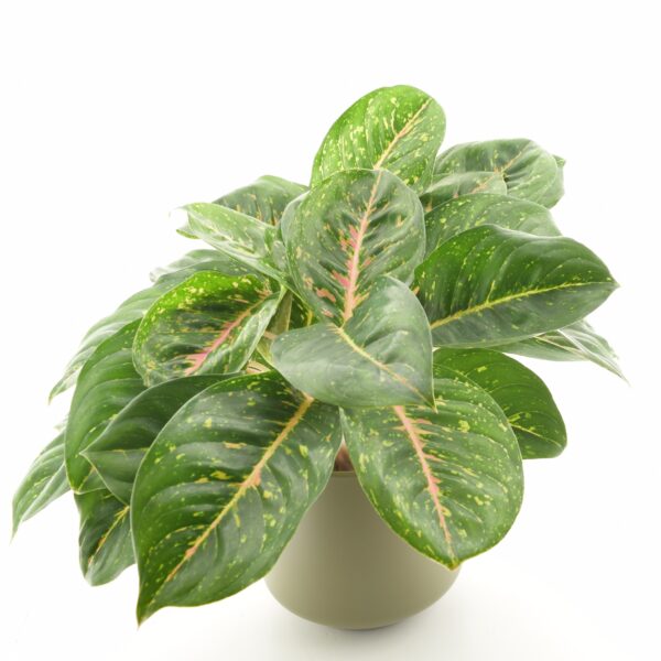 Aglaoneema 'Spring Red' P19