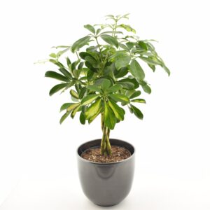 Võra-sõrmlehik ‘Gold Capella’ P17 põimitud tüvega