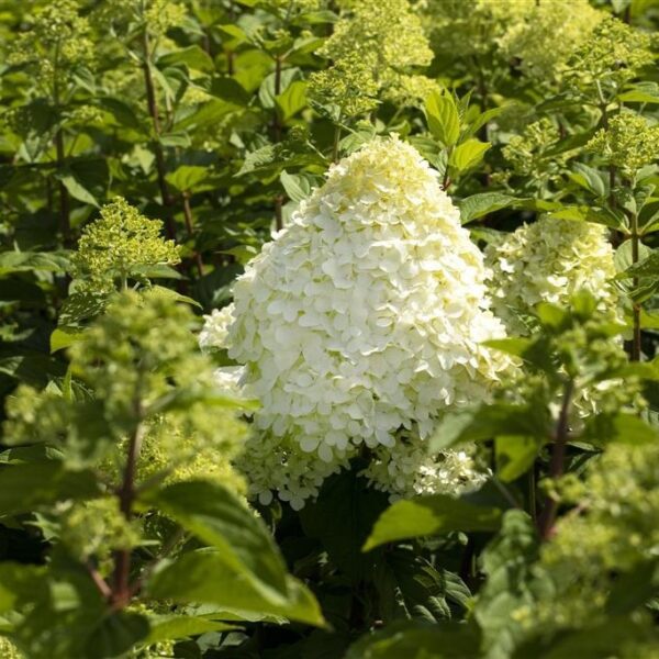 Aedhortensia 'Grandiflora' C1,5/P15