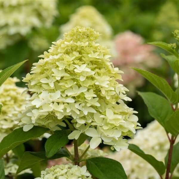 Aedhortensia 'Magical Candle' C3/P19