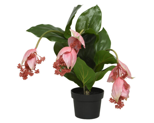 Kunstlill Medinilla potis 49x50x h42cm roosa