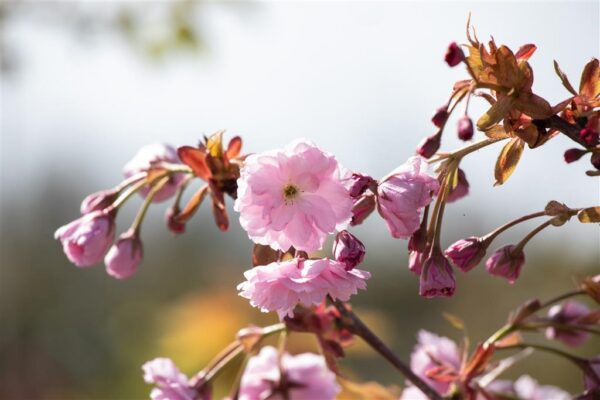 Peensaagjas kirsipuu 'Kiku-shidare-zakura' C5/P23 130cm tüvel