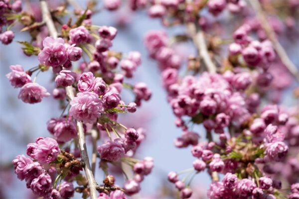 Peensaagjas kirsipuu 'Kiku-shidare-zakura' C5/P23 130cm tüvel