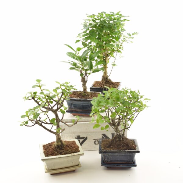 Bonsai P12 erinevad savipotis alusega