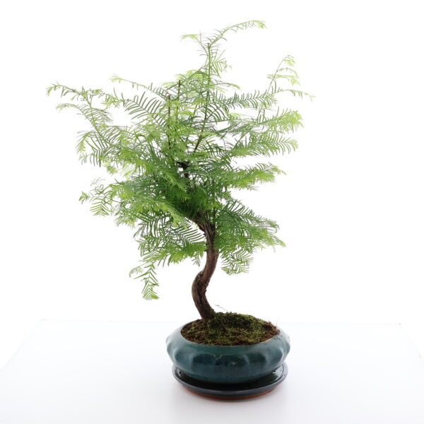 Metasekvoia bonsai savipotis alusega