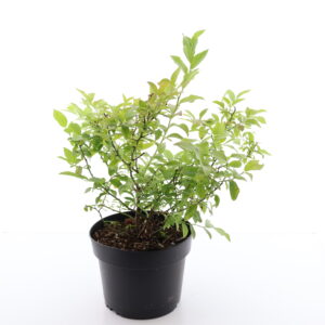 Mustikas ‘Northcountry’ P19